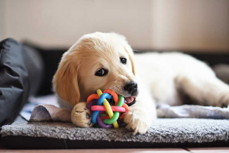 Choosing the Right Toys for Your Pets